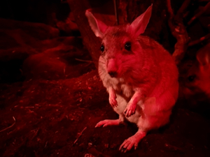 Malagasy giant rat at London Zoo