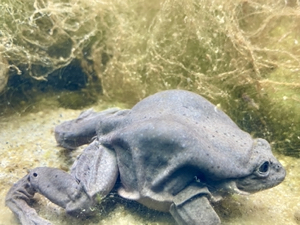 Titicaca water frog at London Zoo