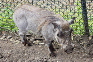 Warthog at London Zoo