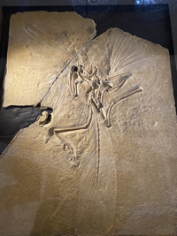 Archaeopteryx