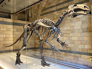 Skeleton of Mantellisaurus atherfieldensis