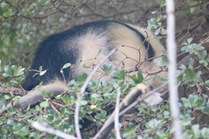 Tamandua at London Zoo