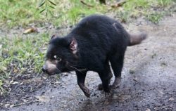 Tasmanian devil running in the Menagerie