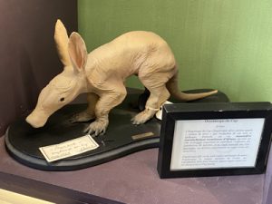 Baby aardvark at Deyrolle