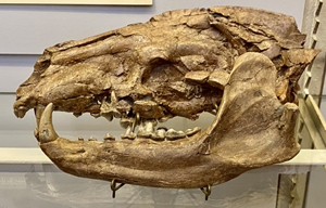 Amphicyon skull bones