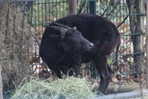 Lowland anoa at the Menagerie