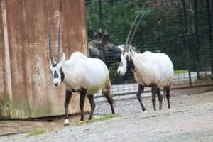 Arabian oryx at the Menagerie