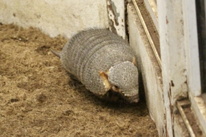 Hairy armadillo at the Menagerie