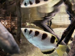 Banded archerfish