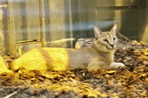 Caracal at the Menagerie