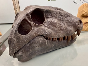 Dimetrodon skull