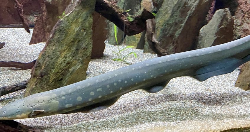 Electric eel (Electrophorus electricus) at the Aquarium Tropical