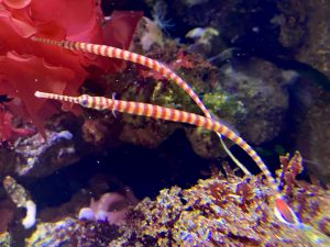 Glowtail pipefish