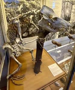 Megaladapis skeleton