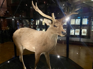 Schomburgk's deer