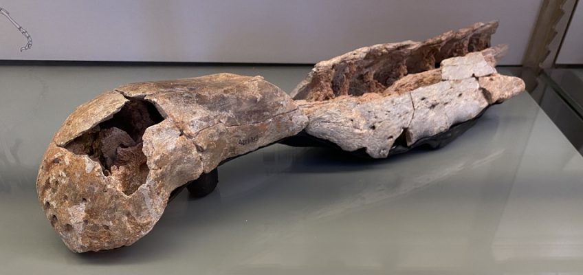 Spinosaurus