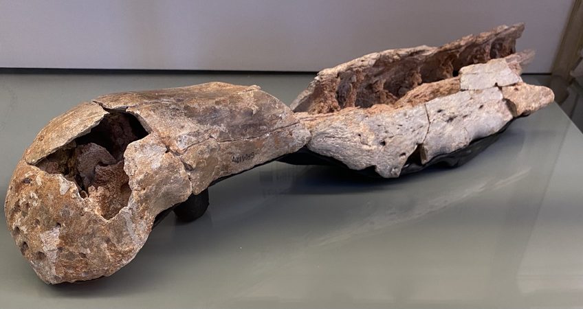 Upper rostrum of Spinosaurus "maroccanus" at the Galerie de Paléontologie