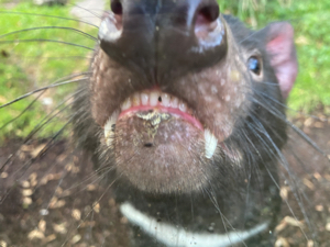 Closeup of Tasmanian devil at the Menagerie