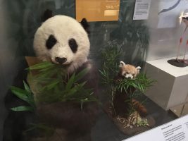 Giant panda and red panda at the National Museum of Scotland
