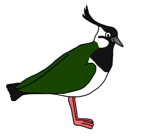 Lapwing cartoon by David Twamley